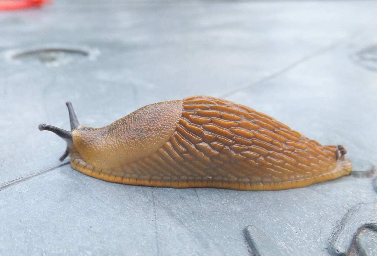 Arion vulgaris