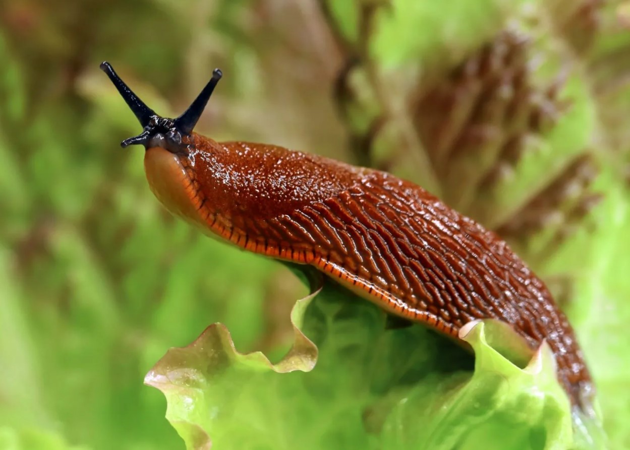 Arion vulgaris