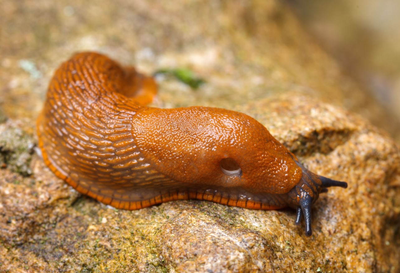 Arion vulgaris