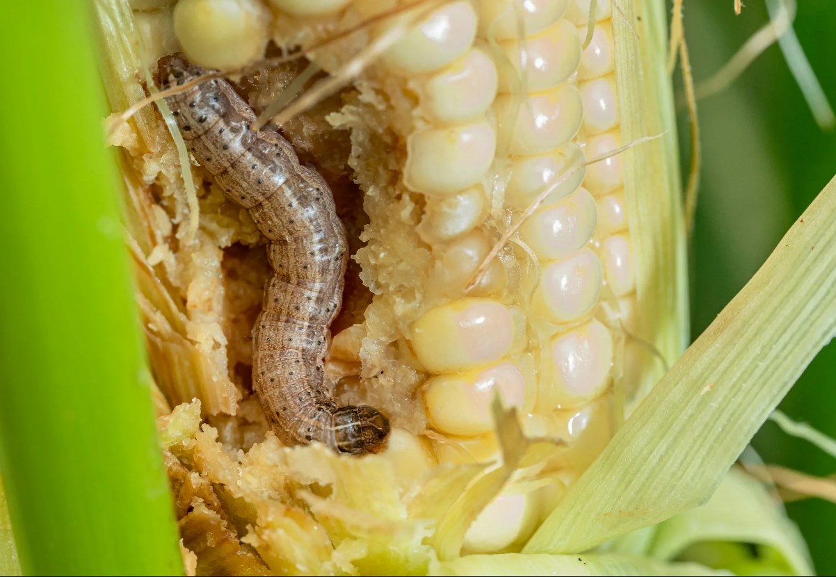 Armyworm