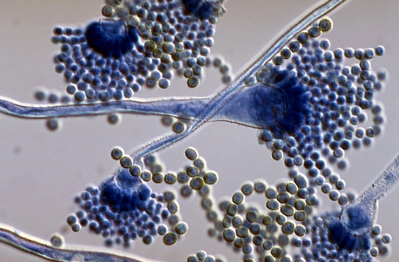 Aspergillus flavus
