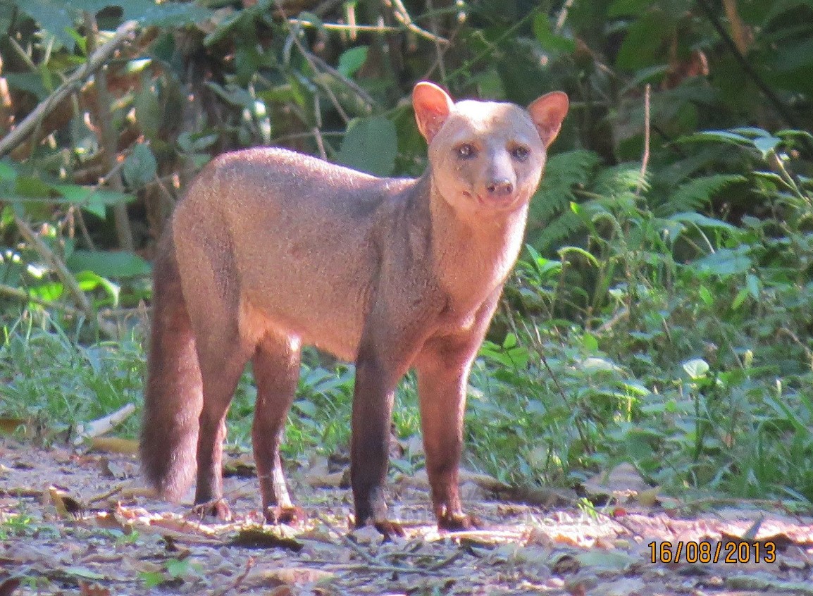 Atelocynus microtis