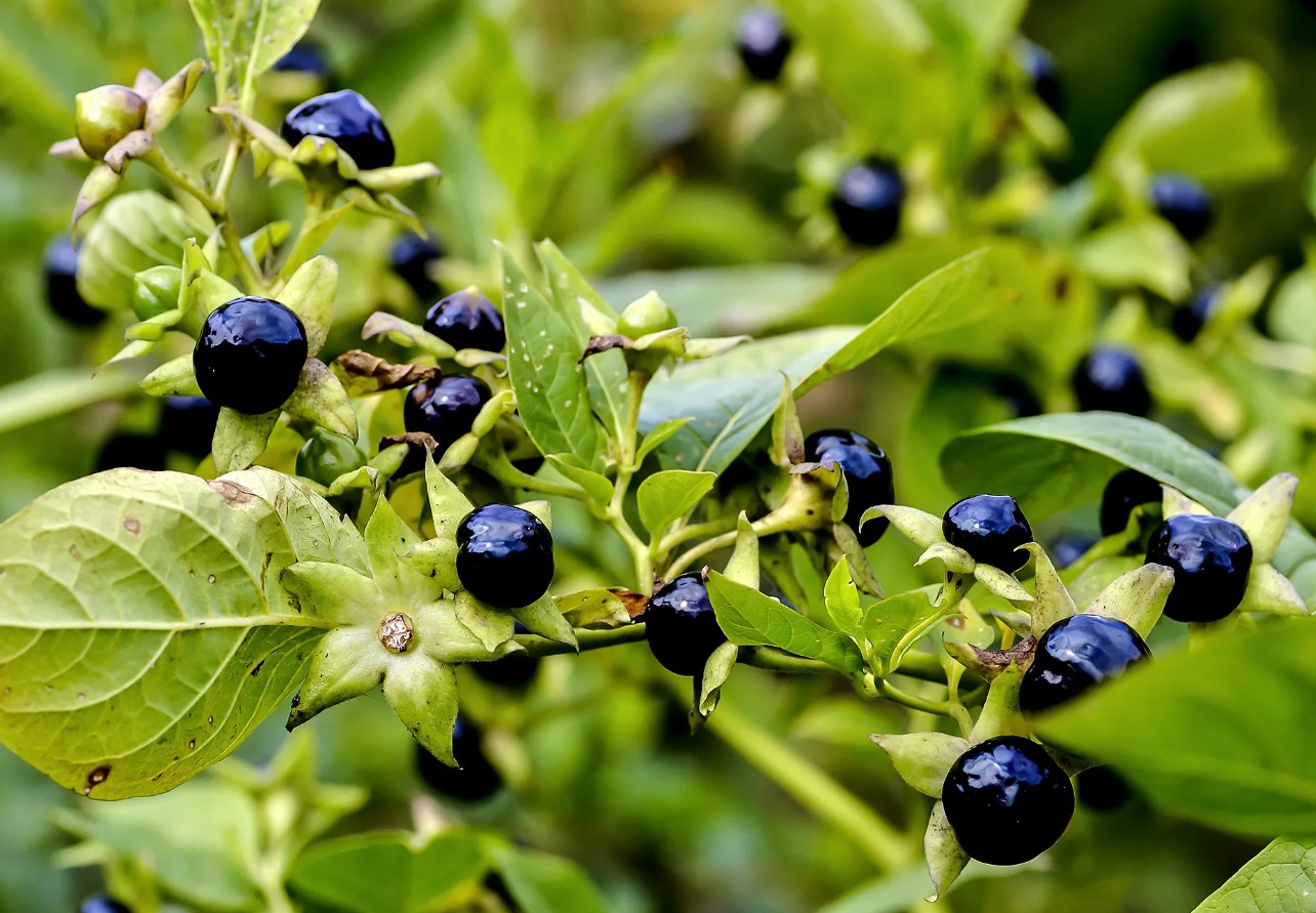 sort belladonna (Atropa belladonna)