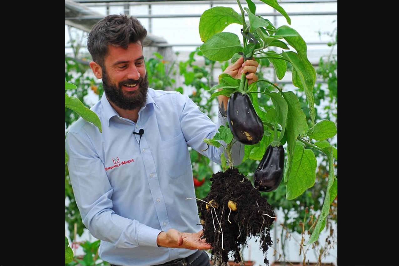 Aubertoffel: aubergine og kartoffel i én plante