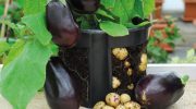 Aubertoffel: aubergine og kartoffel i én plante