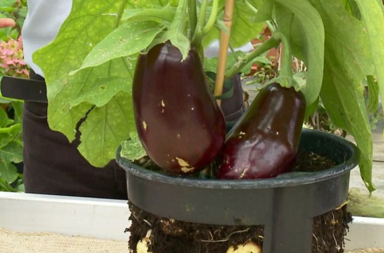 Aubertoffel: aubergine og kartoffel i én plante