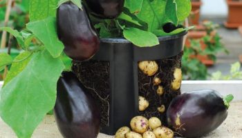 Aubertoffel: aubergine og kartoffel i én plante