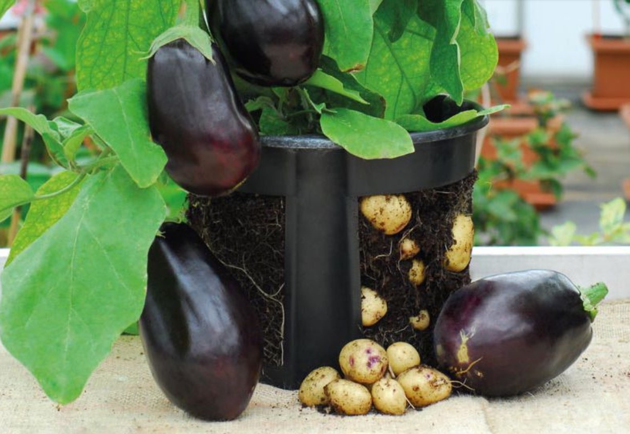 Aubertoffel: aubergine og kartoffel i én plante