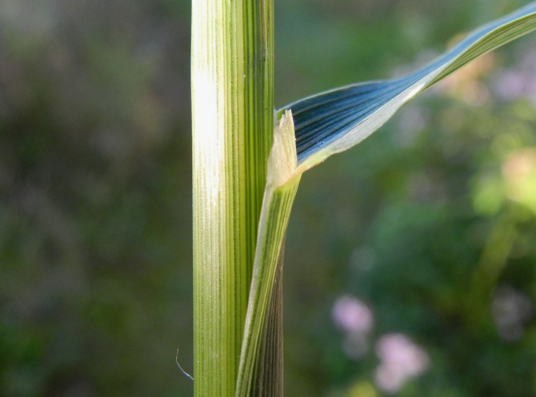 Avena strigosa