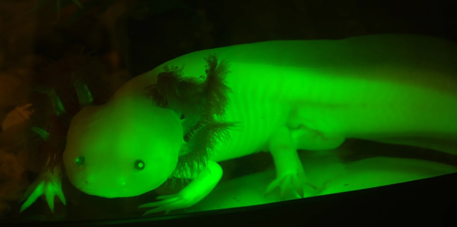 Axolotler, der lyser i mørket, afslører en ledetråd i mysteriet om regenerering af lemmer