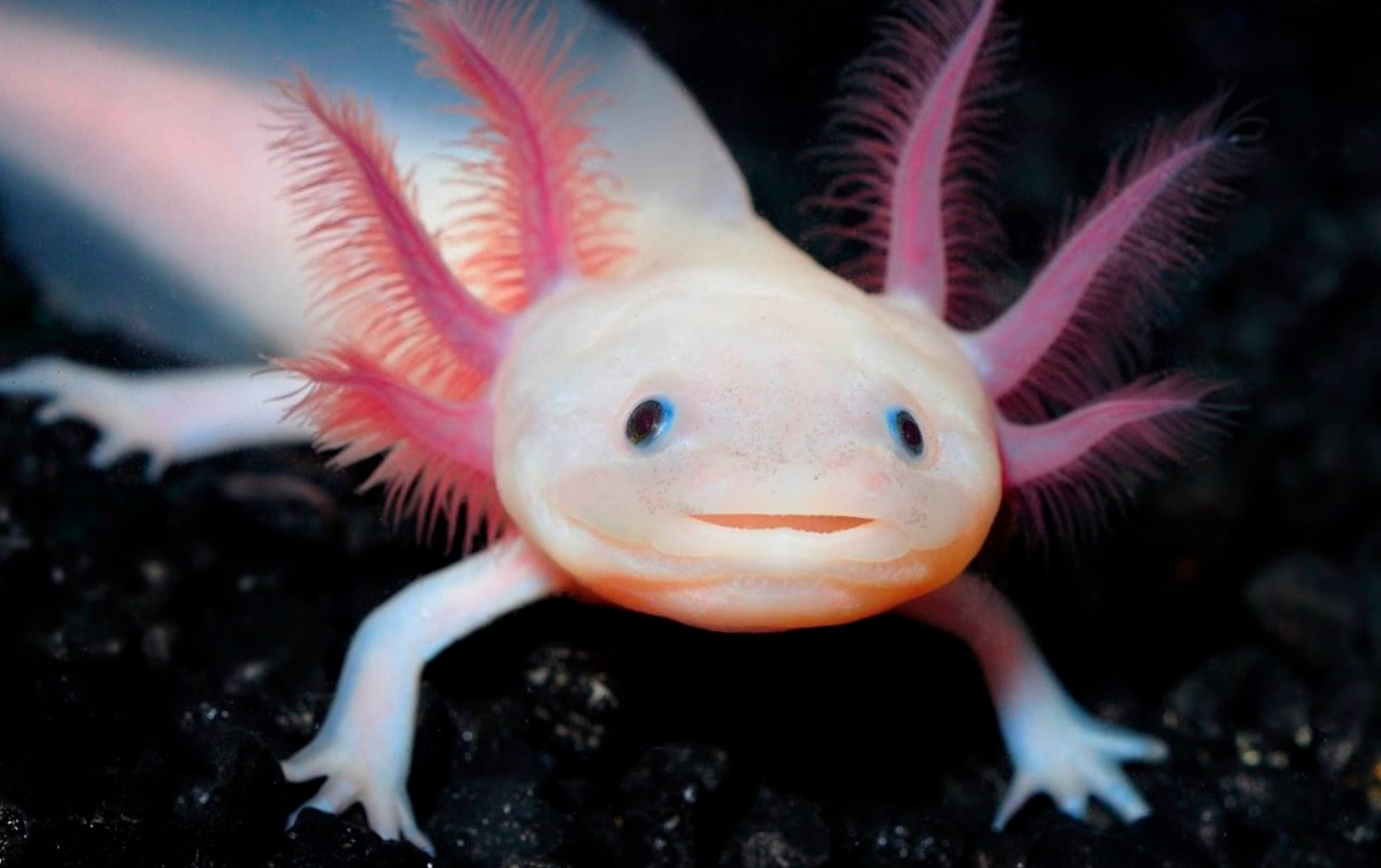 Axolotler, der lyser i mørket, afslører en ledetråd i mysteriet om regenerering af lemmer