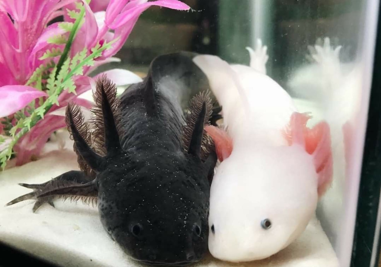 Axolotler, der lyser i mørket, afslører en ledetråd i mysteriet om regenerering af lemmer