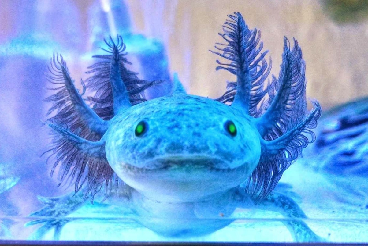 Axolotler, der lyser i mørket, afslører en ledetråd i mysteriet om regenerering af lemmer