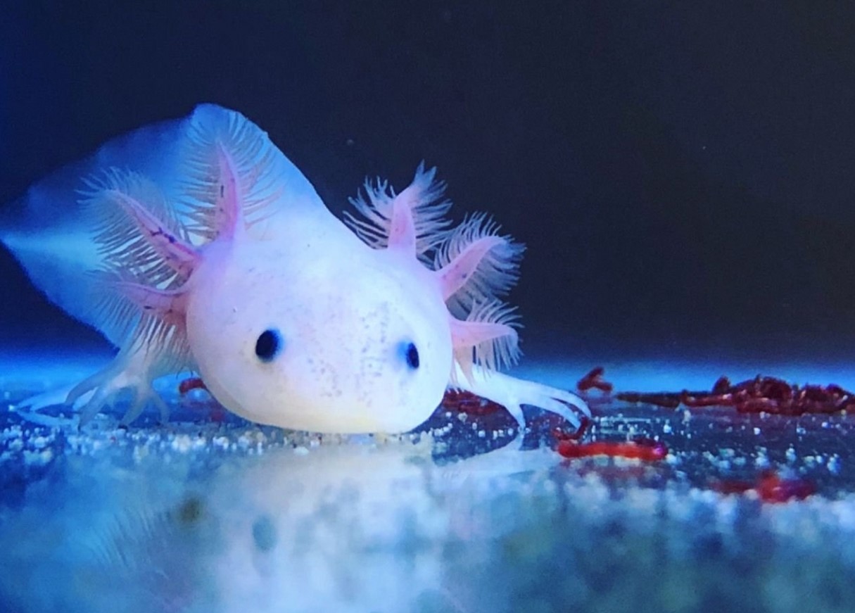 Axolotler, der lyser i mørket, afslører en ledetråd i mysteriet om regenerering af lemmer