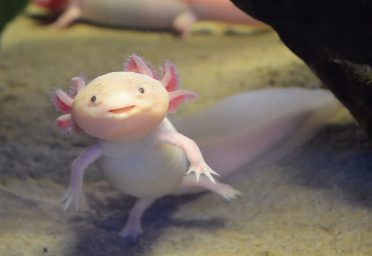 Axolotler, der lyser i mørket, afslører en ledetråd i mysteriet om regenerering af lemmer