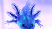 Axolotler, der lyser i mørket, afslører en ledetråd i mysteriet om regenerering af lemmer