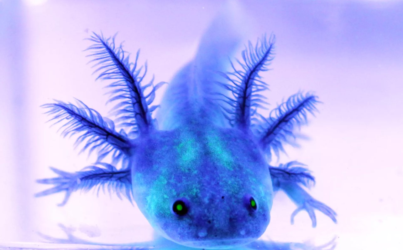Axolotler, der lyser i mørket, afslører en ledetråd i mysteriet om regenerering af lemmer
