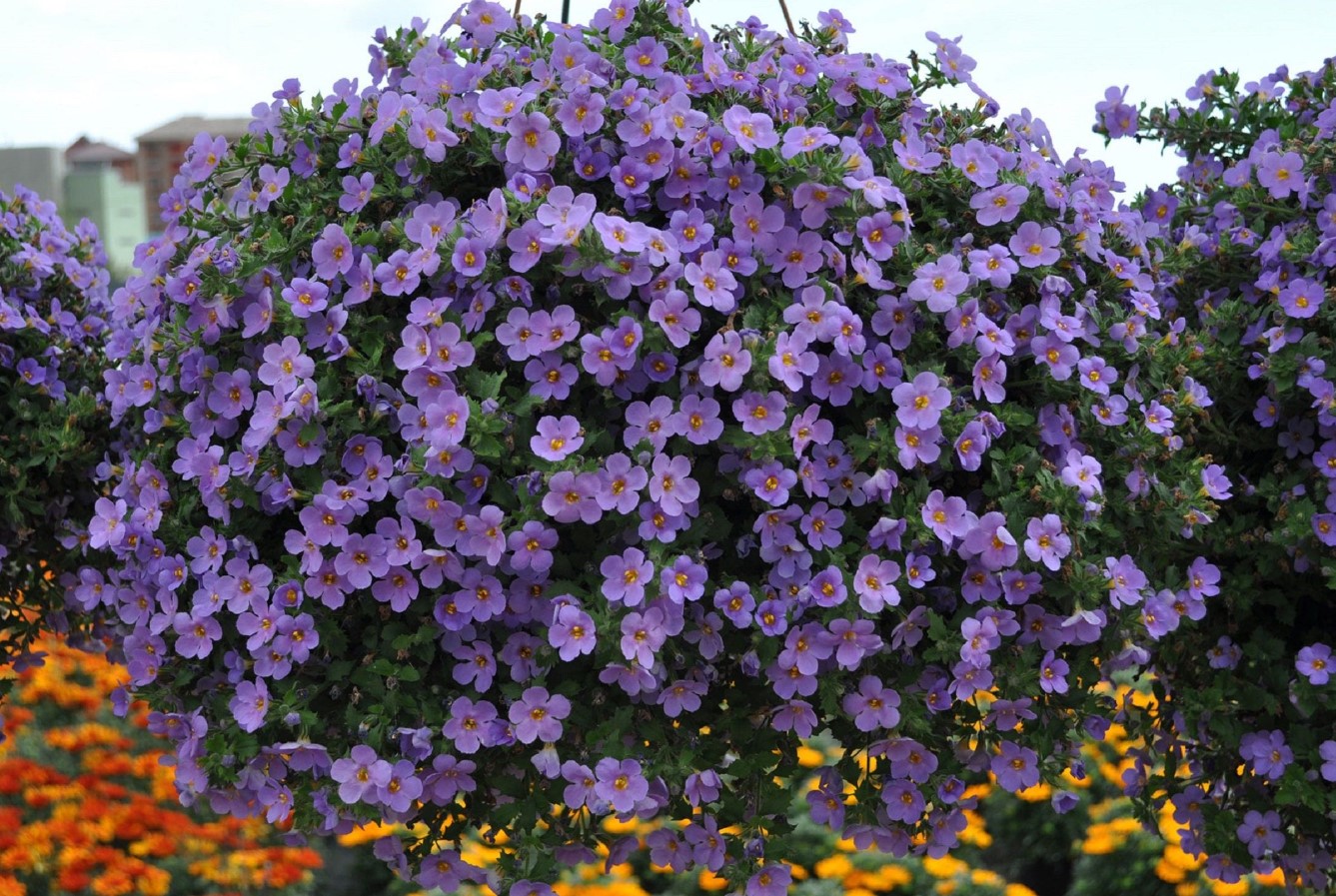 Mindre krævende end petunia. Dens smukke blomster falder ned fra krukkerne som kaskader