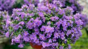 Mindre krævende end petunia. Dens smukke blomster falder ned fra krukkerne som kaskader