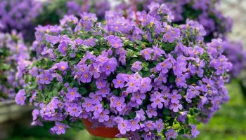 Mindre krævende end petunia. Dens smukke blomster falder ned fra krukkerne som kaskader