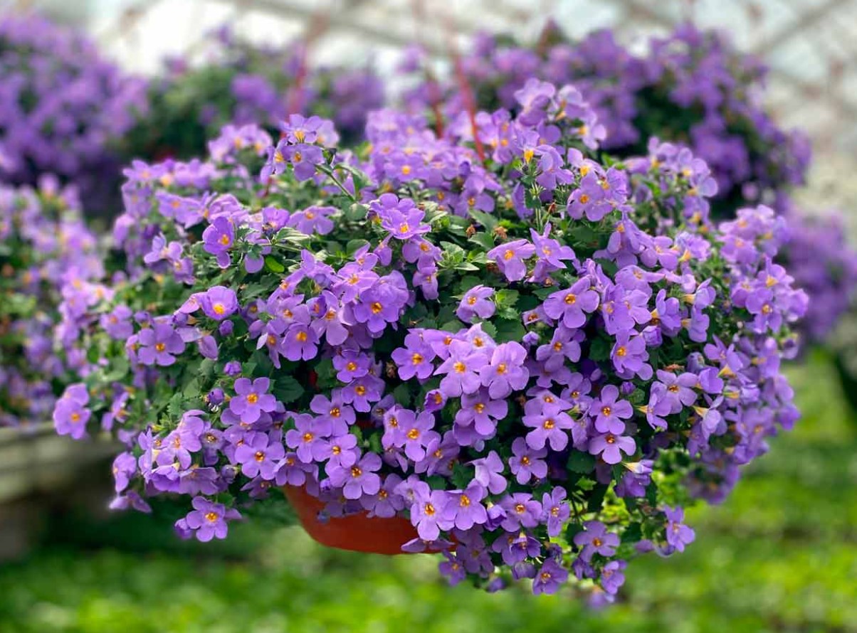 Mindre krævende end petunia. Dens smukke blomster falder ned fra krukkerne som kaskader