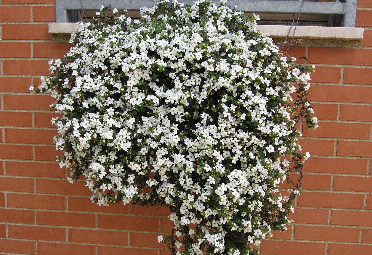 Mindre krævende end petunia. Dens smukke blomster falder ned fra krukkerne som kaskader