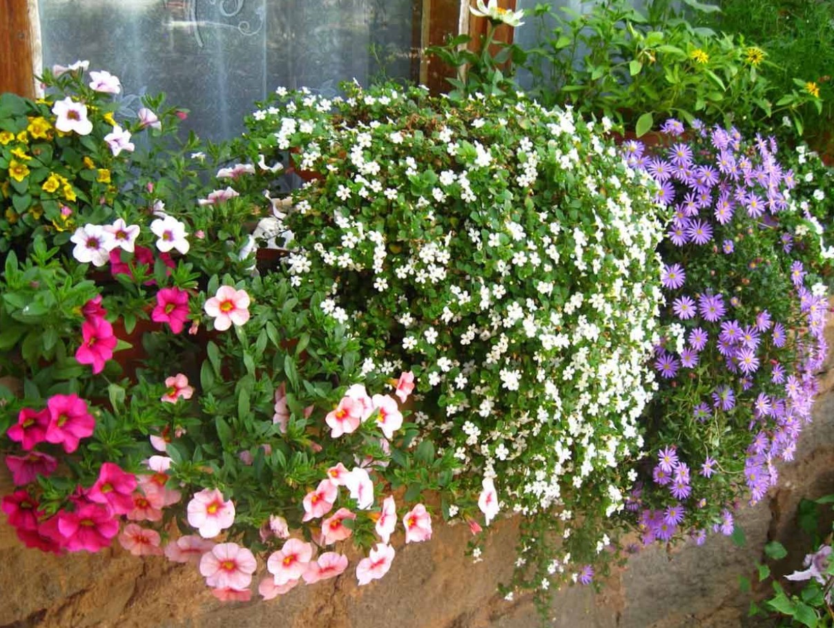 Mindre krævende end petunia. Dens smukke blomster falder ned fra krukkerne som kaskader