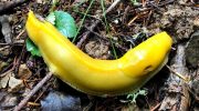 Banansnegl: langsom og vigtig for økosystemet