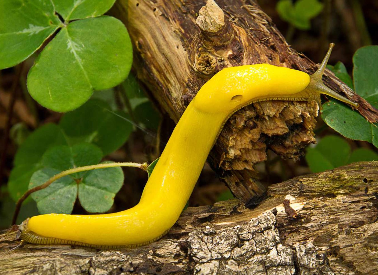 Banansnegl: langsom og vigtig for økosystemet