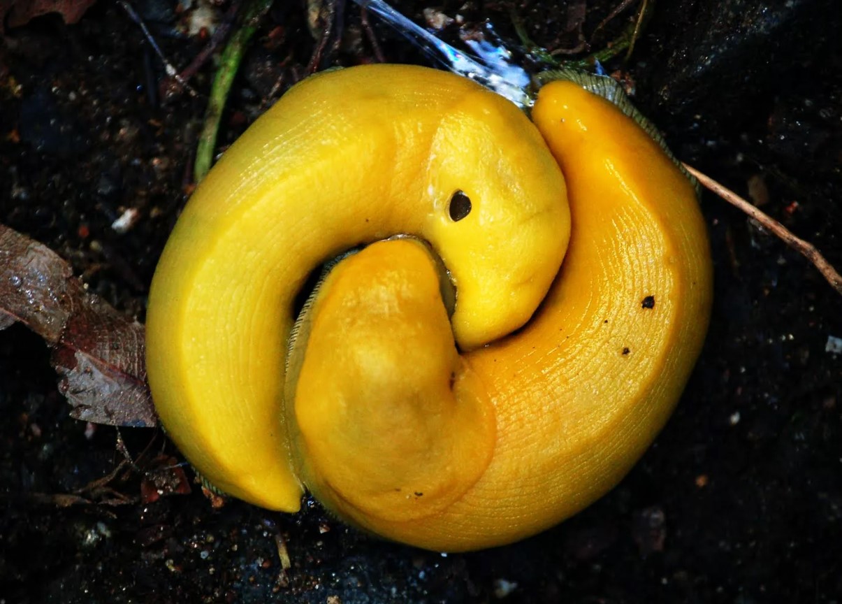 Banansnegl: langsom og vigtig for økosystemet