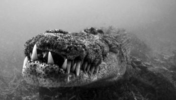 Forskere har fundet to nye krokodillearter. De gemte sig i fuld synlighed.