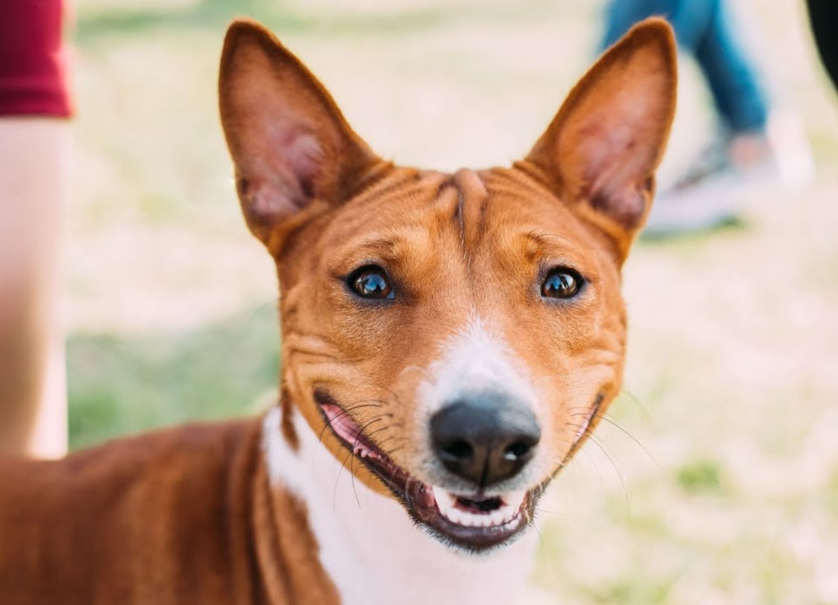 En lille hund uden gøen: hvordan basenji kommunikerer og hvorfor den overrasker selv erfarne ejere
