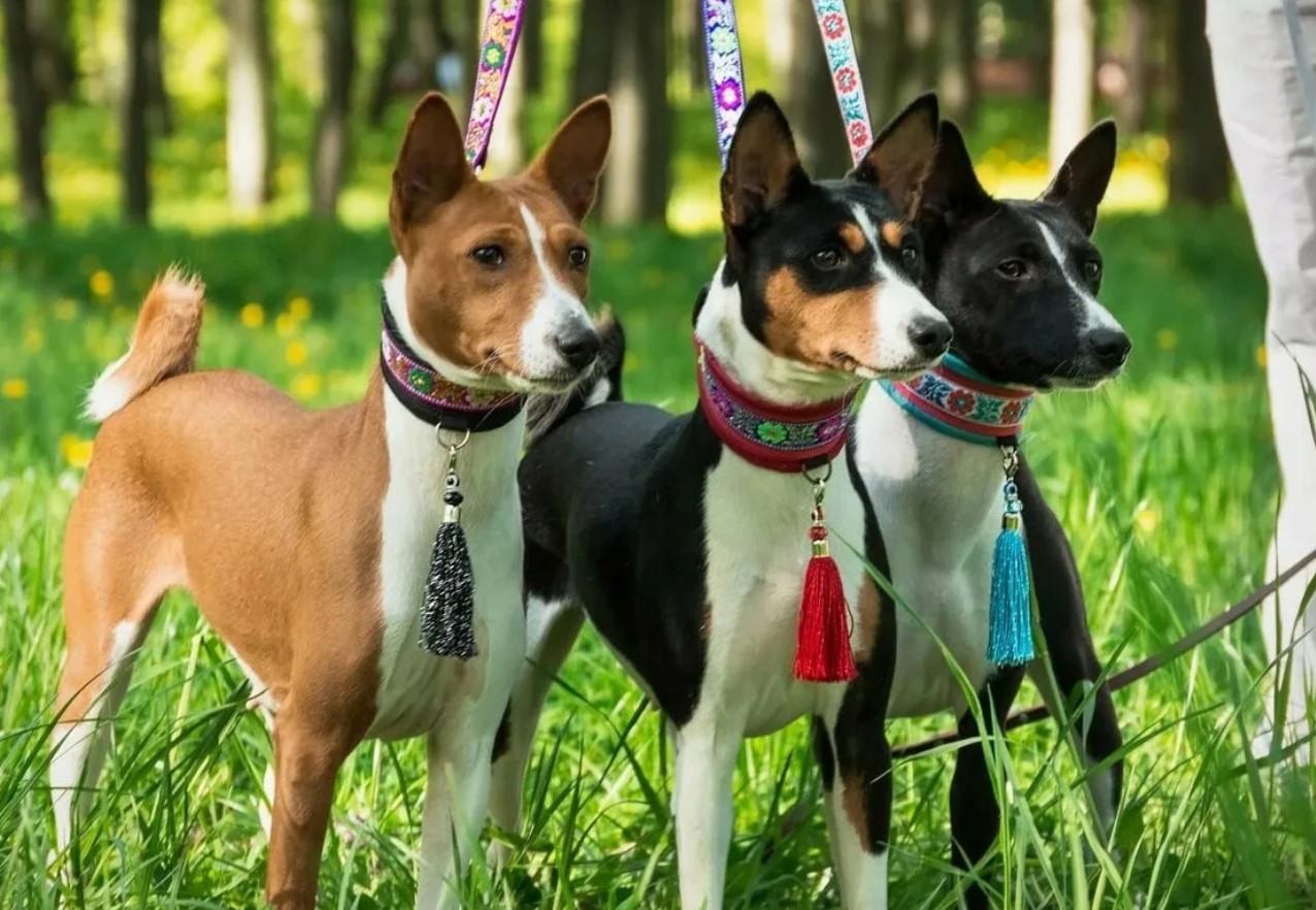 En lille hund uden gøen: hvordan basenji kommunikerer og hvorfor den overrasker selv erfarne ejere