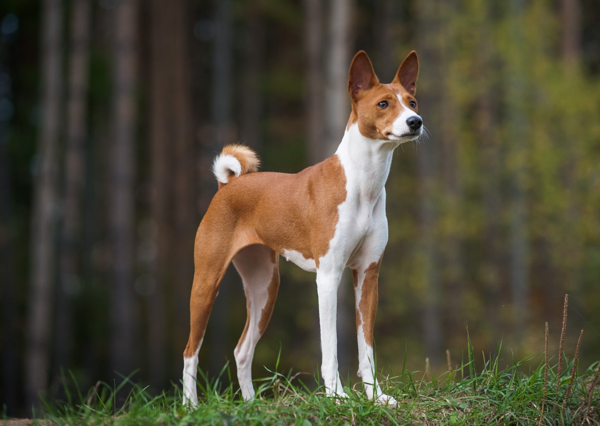 En lille hund uden gøen: hvordan basenji kommunikerer og hvorfor den overrasker selv erfarne ejere