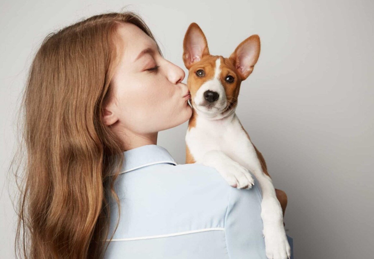 En lille hund uden gøen: hvordan basenji kommunikerer og hvorfor den overrasker selv erfarne ejere