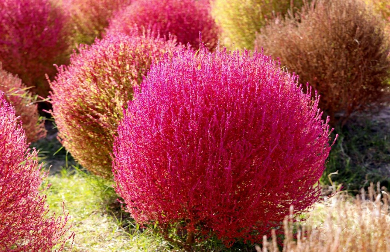 Bassia scoparia