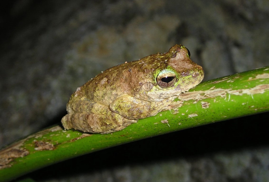 Batrachochytrium dendrobatidis