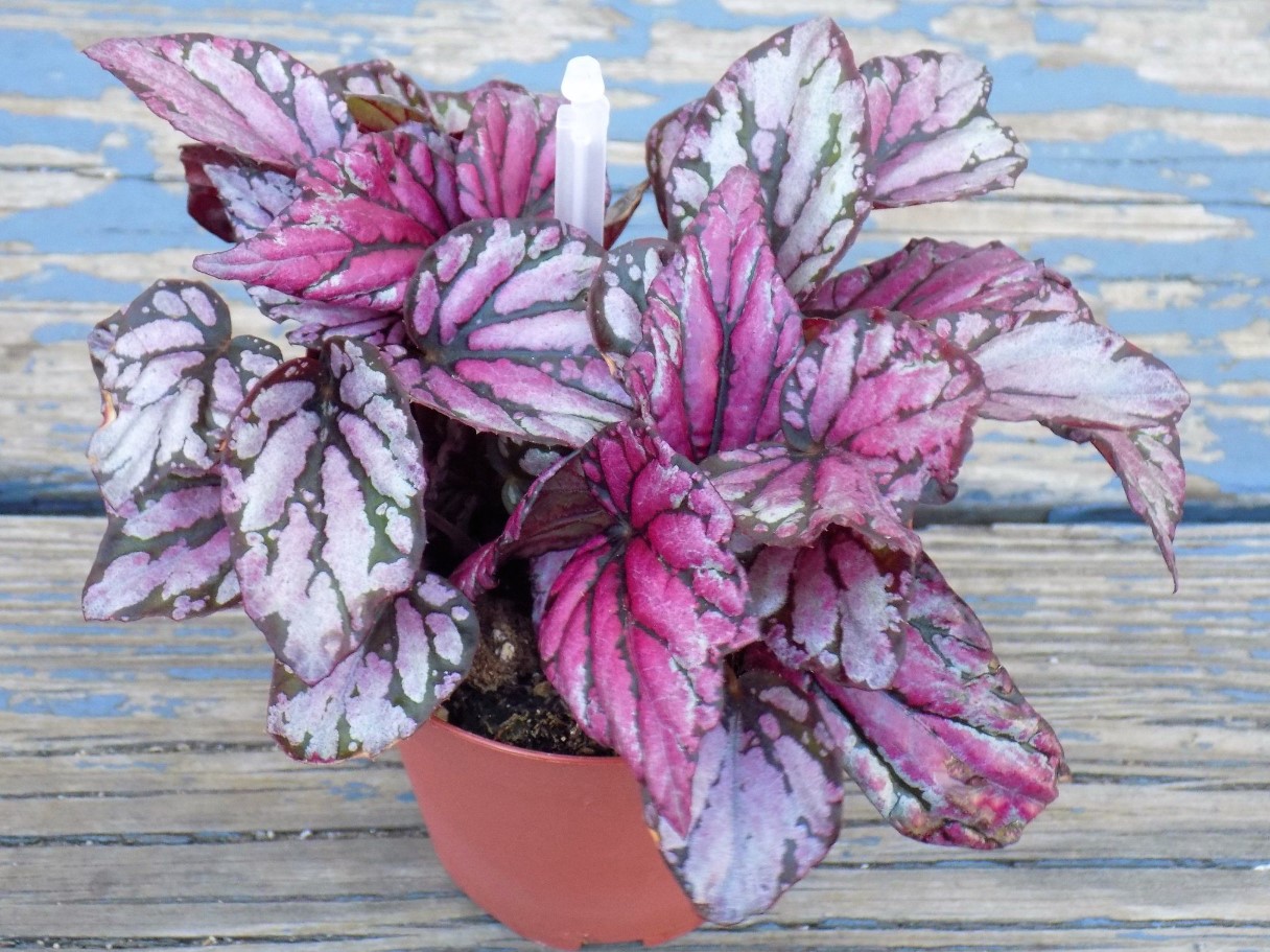 Begonia Rex