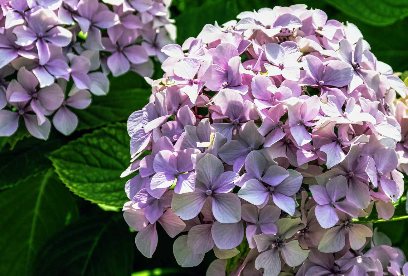 Hydrangea macrophylla
