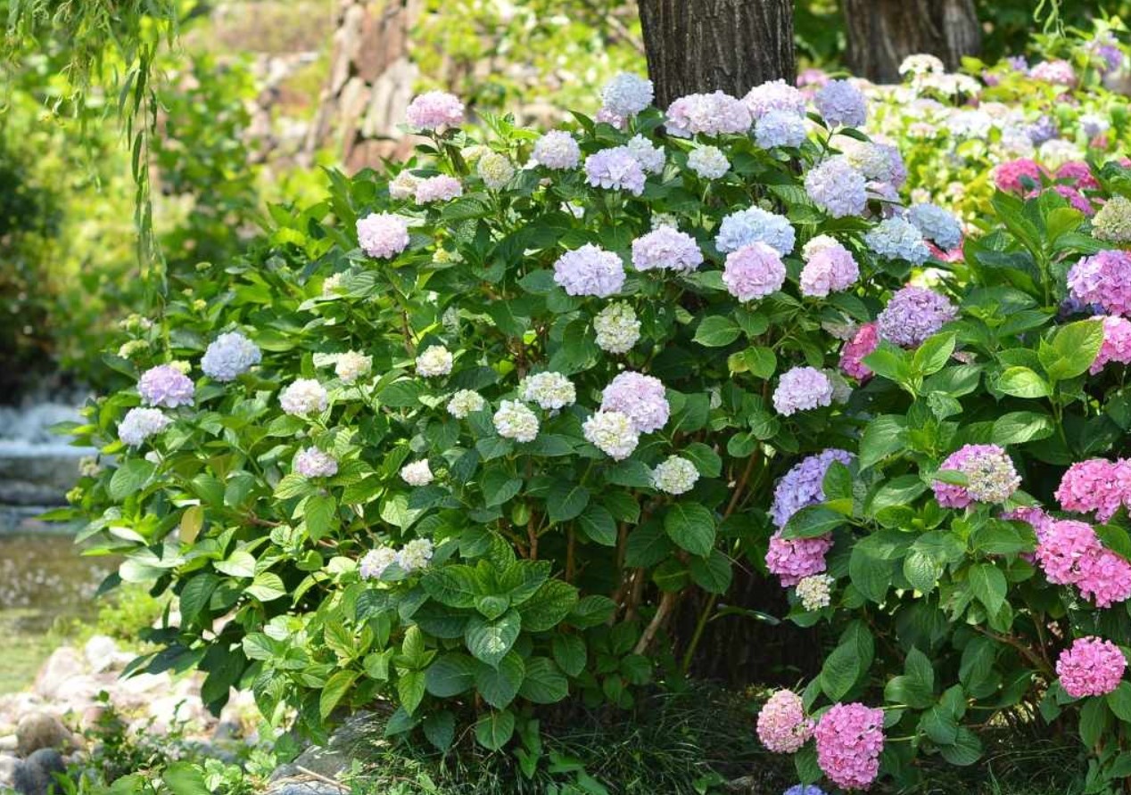 Bigleaf Hydrangea