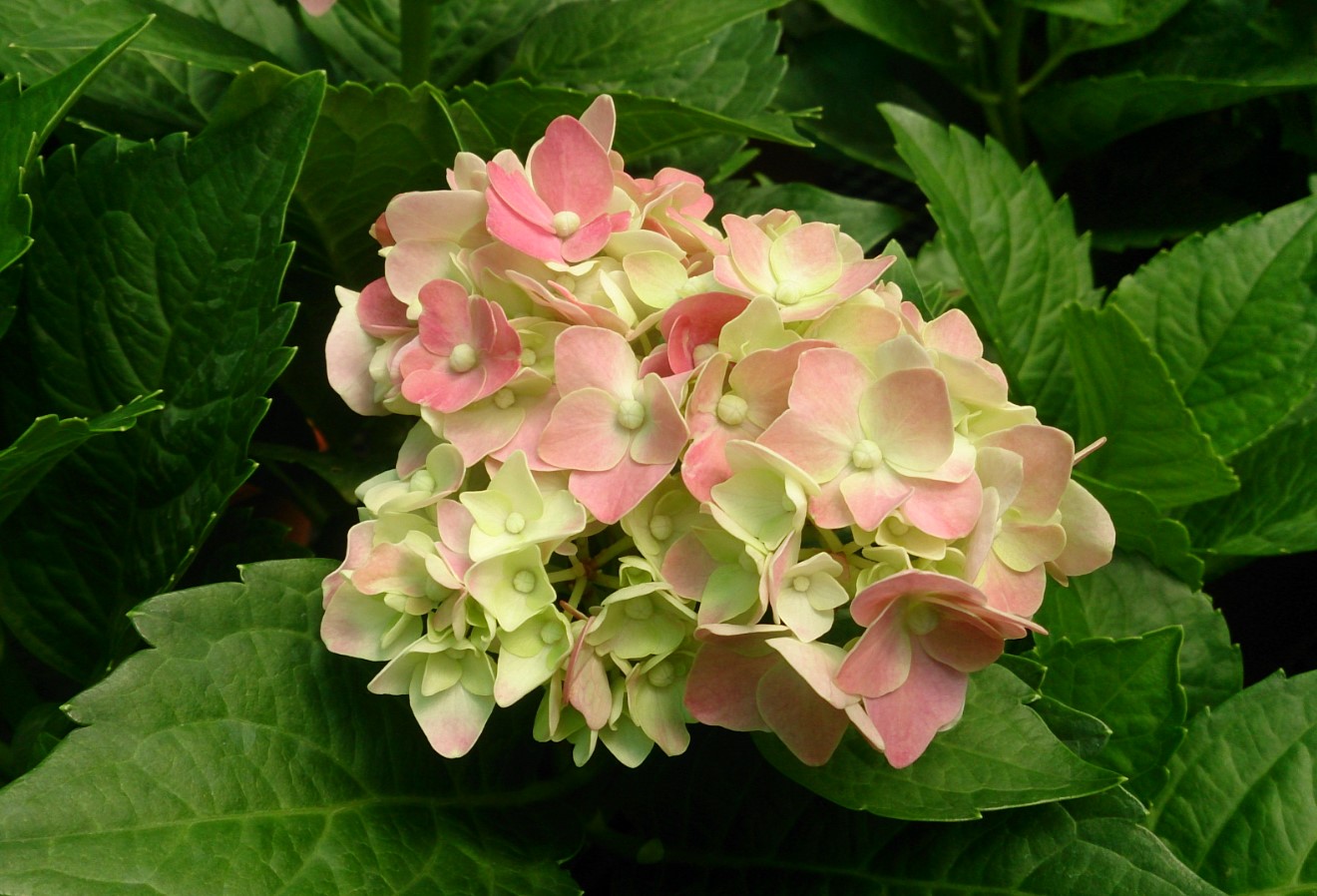 Bigleaf Hydrangea