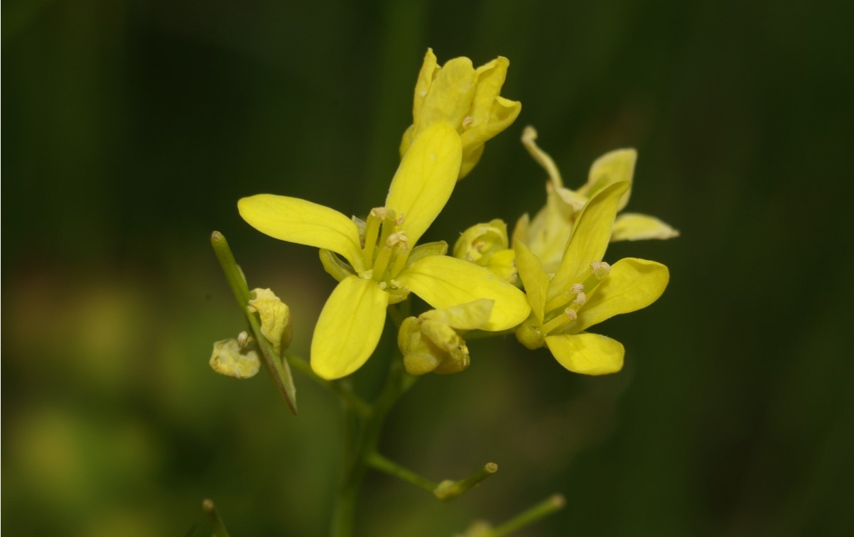 Biscutella laevigata