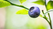 Blåbærplanter producerer mere frugt, hvis de vandes med 1 køkkenaffald, som de elsker