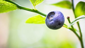 Blåbærplanter producerer mere frugt, hvis de vandes med 1 køkkenaffald, som de elsker