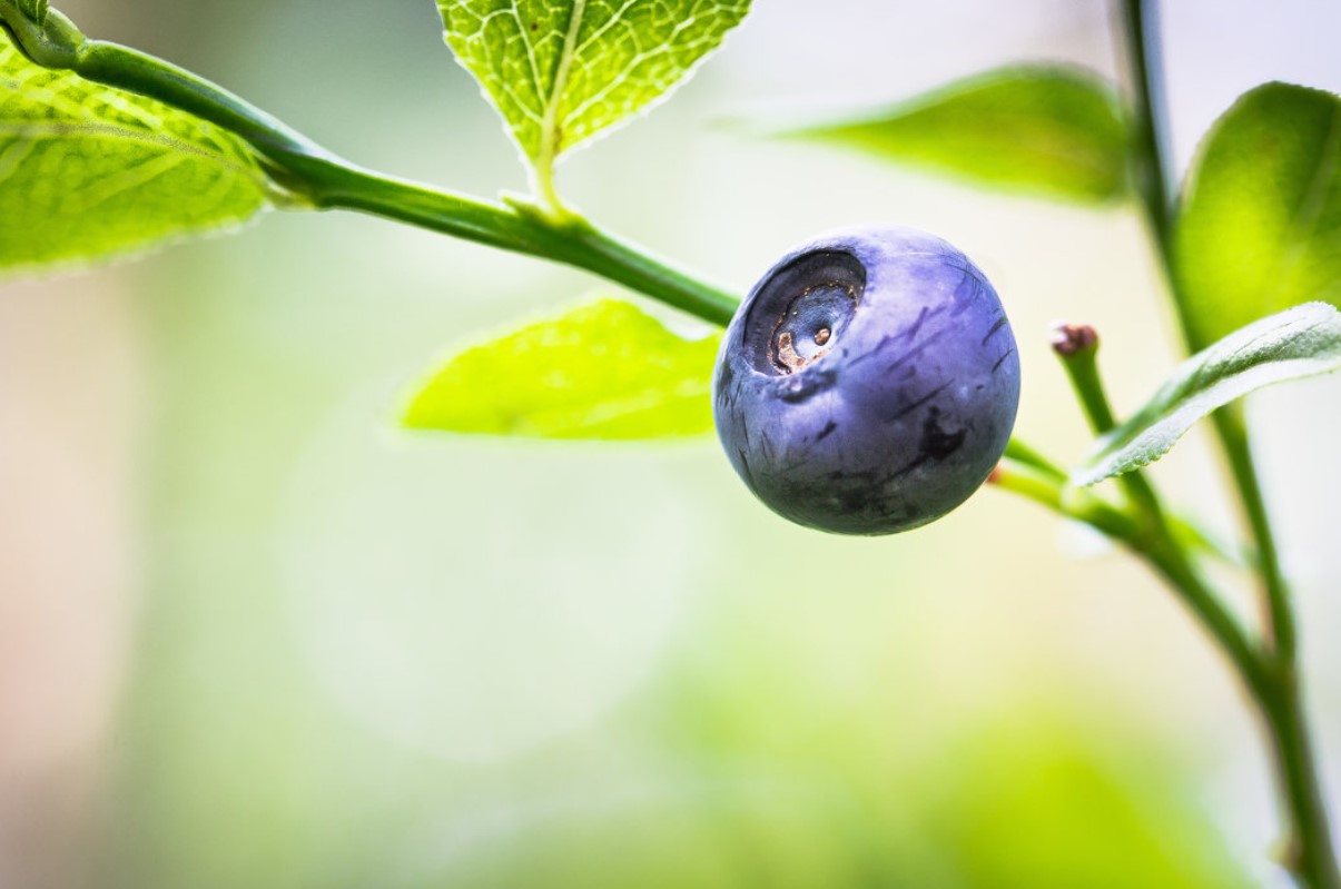 Blåbærplanter producerer mere frugt, hvis de vandes med 1 køkkenaffald, som de elsker