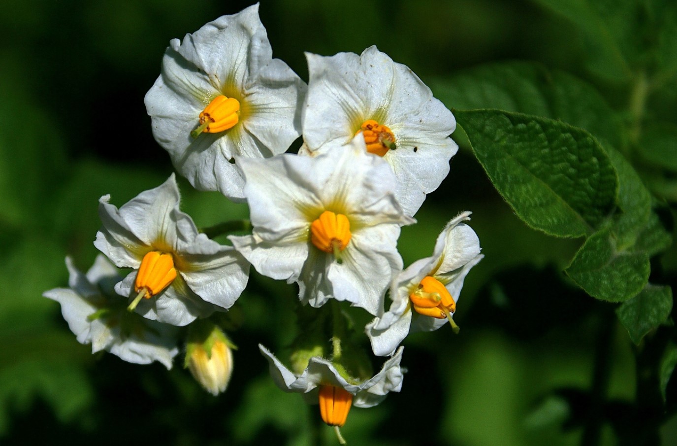 Blomster på kartoffelbuske – skal man plukke dem eller lade dem være? Et eksperiment viste et uventet resultat