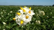 Blomster på kartoffelbuske – skal man plukke dem eller lade dem være? Et eksperiment viste et uventet resultat
