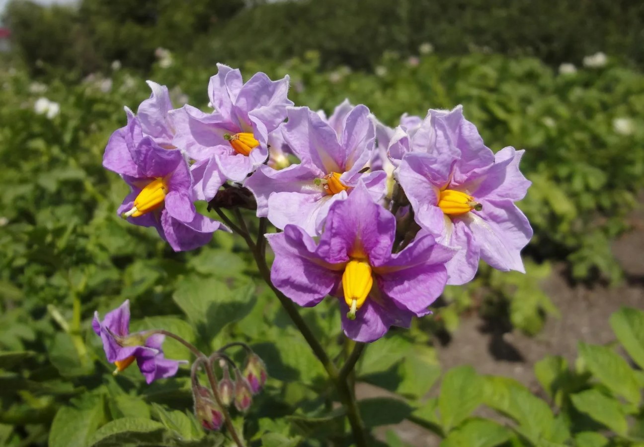 Blomster på kartoffelbuske – skal man plukke dem eller lade dem være? Et eksperiment viste et uventet resultat