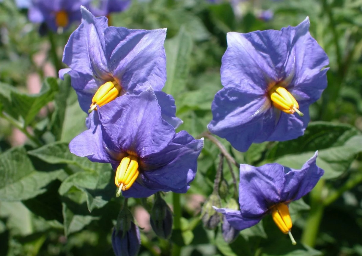 Blomster på kartoffelbuske – skal man plukke dem eller lade dem være? Et eksperiment viste et uventet resultat