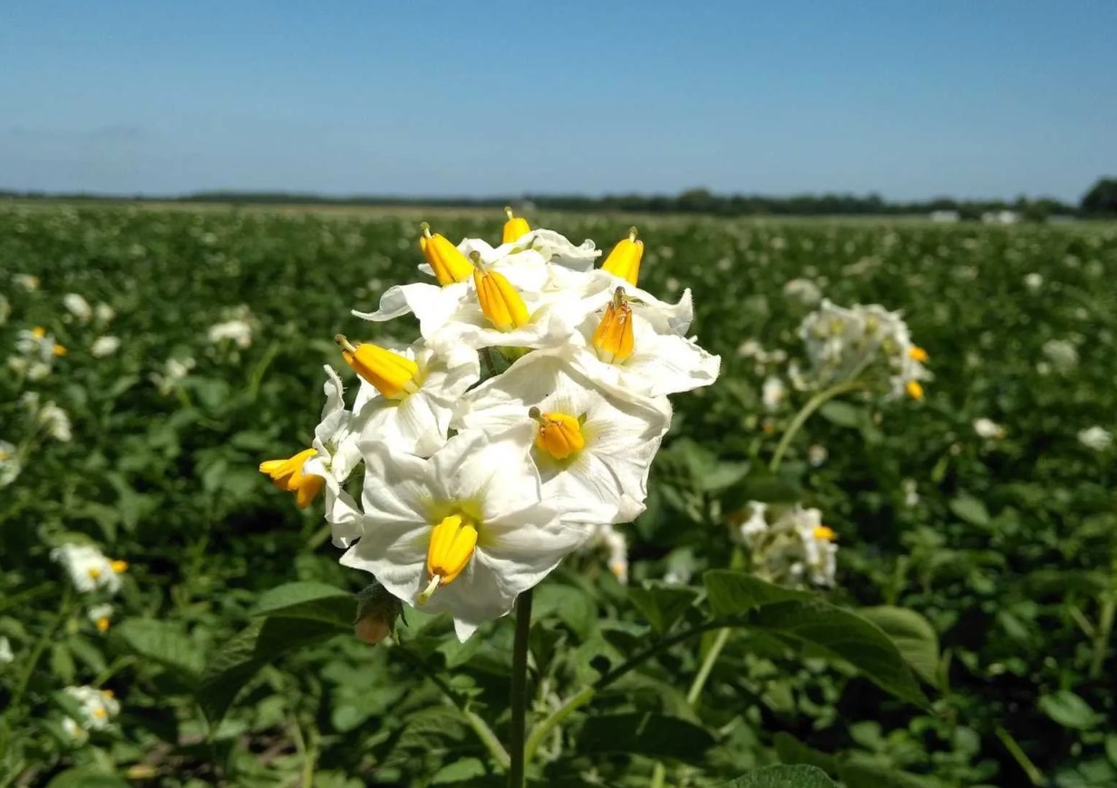 Blomster på kartoffelbuske – skal man plukke dem eller lade dem være? Et eksperiment viste et uventet resultat